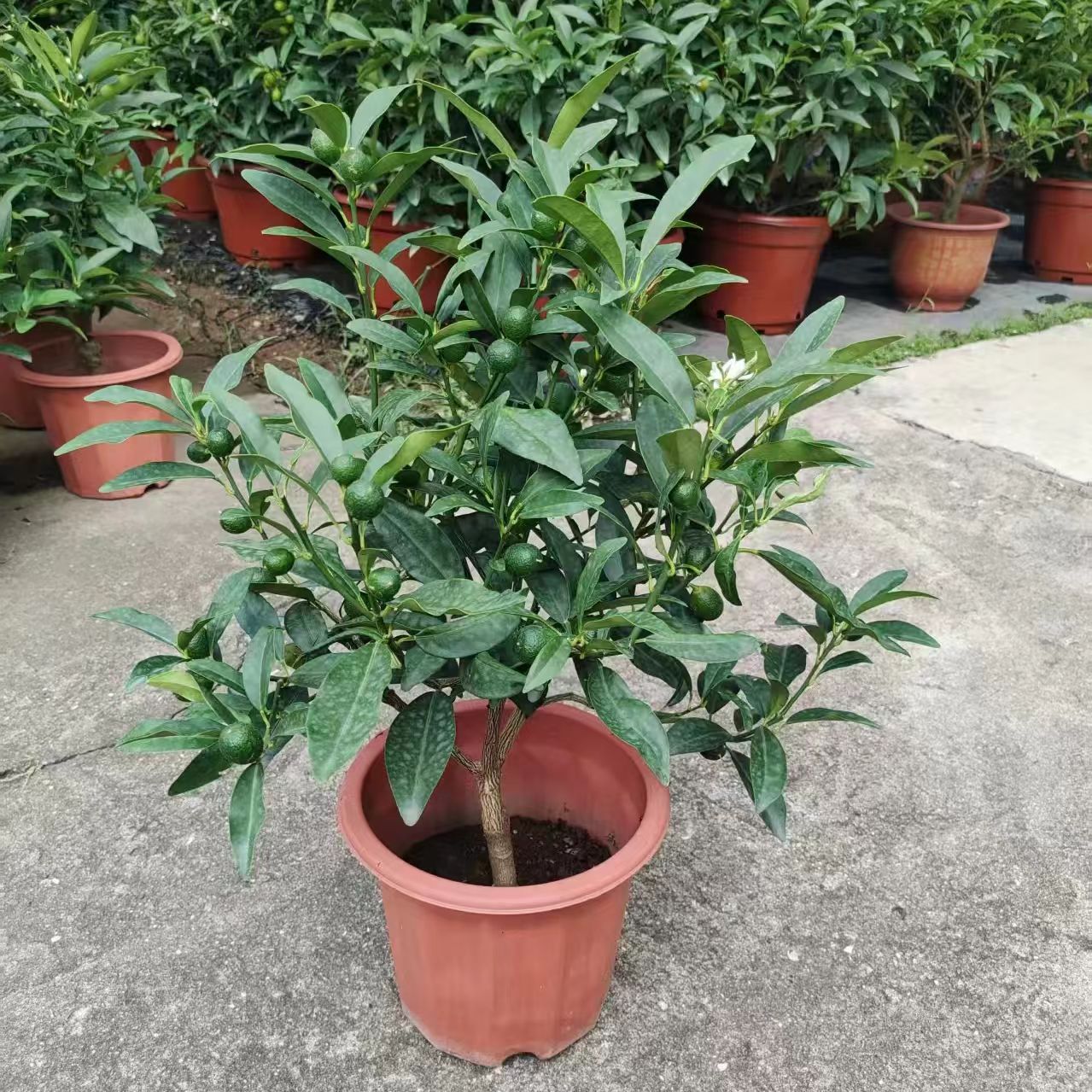 可食用的金桔子盆栽四季常青地栽盆栽观赏树苗果树橘子苗带果发货