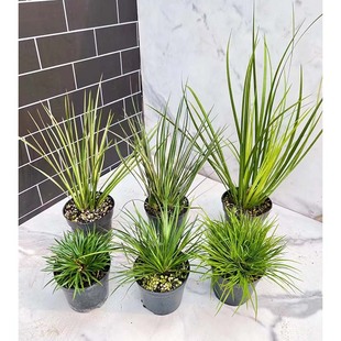 迷你盆栽绿植桌面微景观小植物素材金钱虎须胧月菖蒲文人草小苗花