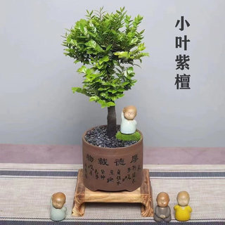 老桩小叶紫檀盆景树桩黑骨茶盆栽办公室内植物四季常青耐寒绿植苗