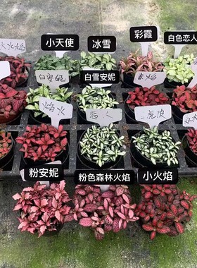 网纹草迷你盆栽微景观叶植物雨林水陆缸生态缸鱼缸造景小绿植配材