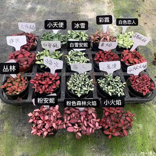 微景观网纹草小绿植盆栽