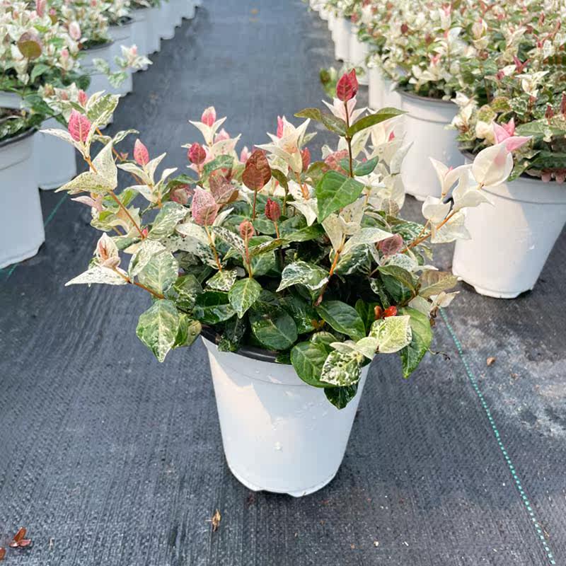 花叶络石盆栽阳台花园庭院绿化五彩花卉绿植垂吊爬藤黄金络石小苗