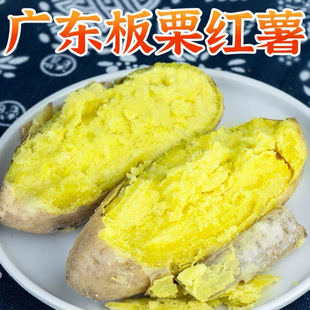 正宗潮汕农家新鲜自种黄心板栗红薯粉糯香甜番薯地瓜现挖现发山芋