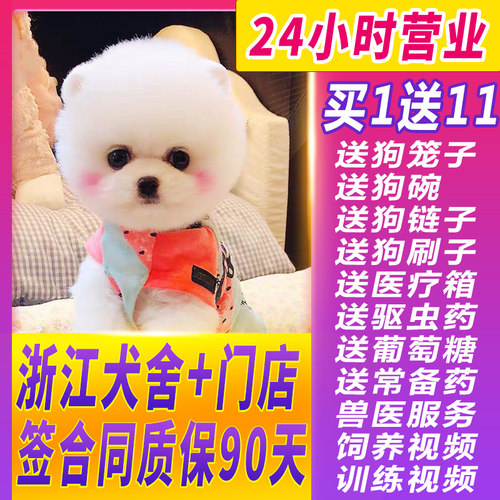 博美犬迷你幼犬价格 多少钱