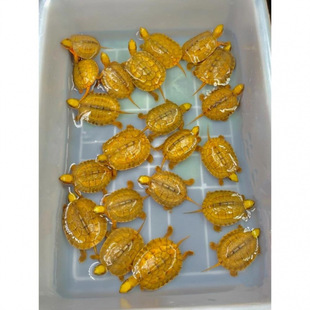 石金钱龟宠物龟黄金龟小乌龟活物小青龟幼苗观赏启梅商行