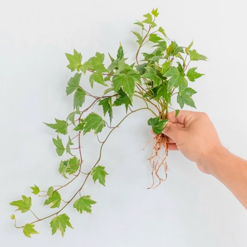 金边常春藤盆栽水培花卉爬藤植物庭院室内垂吊兰绿植好养四季常青