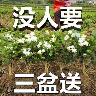 特价重瓣茉莉花盆栽浓香型虎头茉莉花茶阳台老桩特级茉莉花国宝级