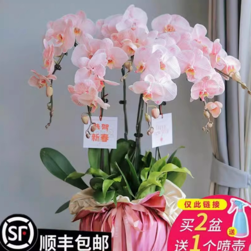 蝴蝶兰花苗带花剑大苗盆栽室内桌面阳台四季观花植物花卉当年开花