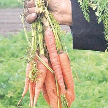胡萝卜5斤装 新鲜带泥红萝卜农家自种新鲜水果蔬菜宝宝辅食