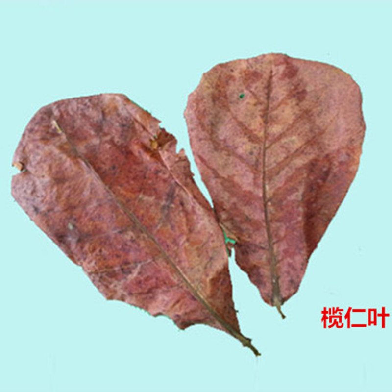 榄仁叶鱼缸水族斗鱼懒人叶降酸ph值调节水质乌龟橄榄叶龙眼叶