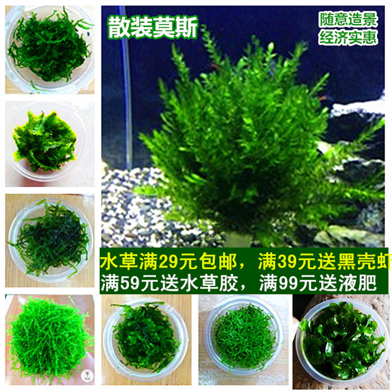 散装莫斯水草大三角凤尾苔鹿角苔