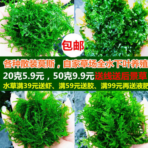 散装莫斯鱼缸造景真水草活体植物