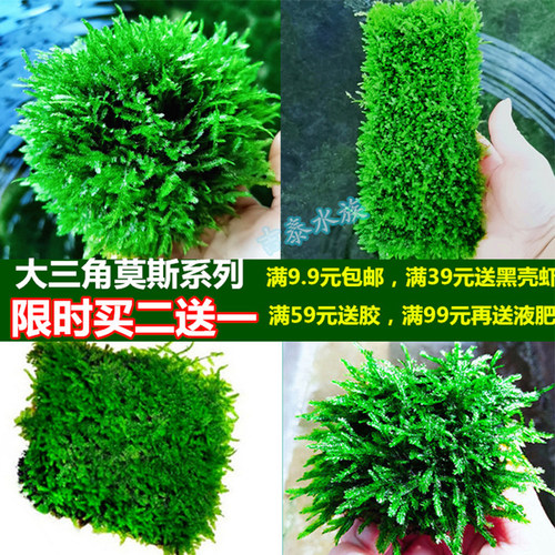 大三角莫斯水草懒人造景植物