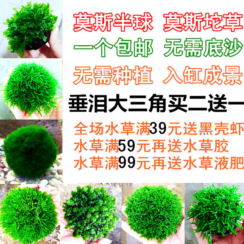懒人莫斯水草无需种植入缸成景