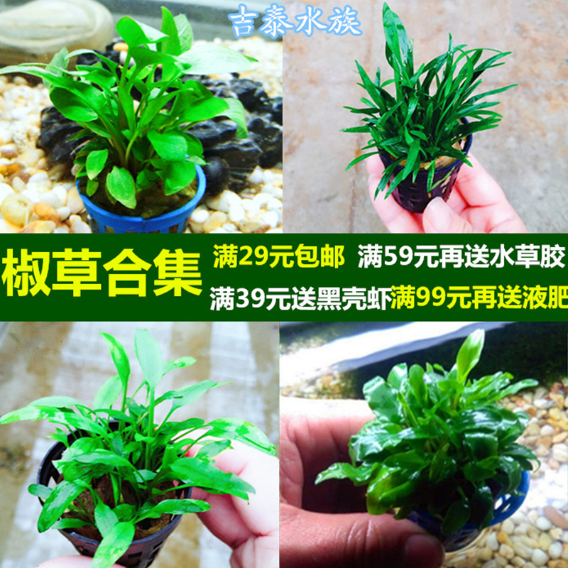 中前景绿温蒂椒草阴性活体植物