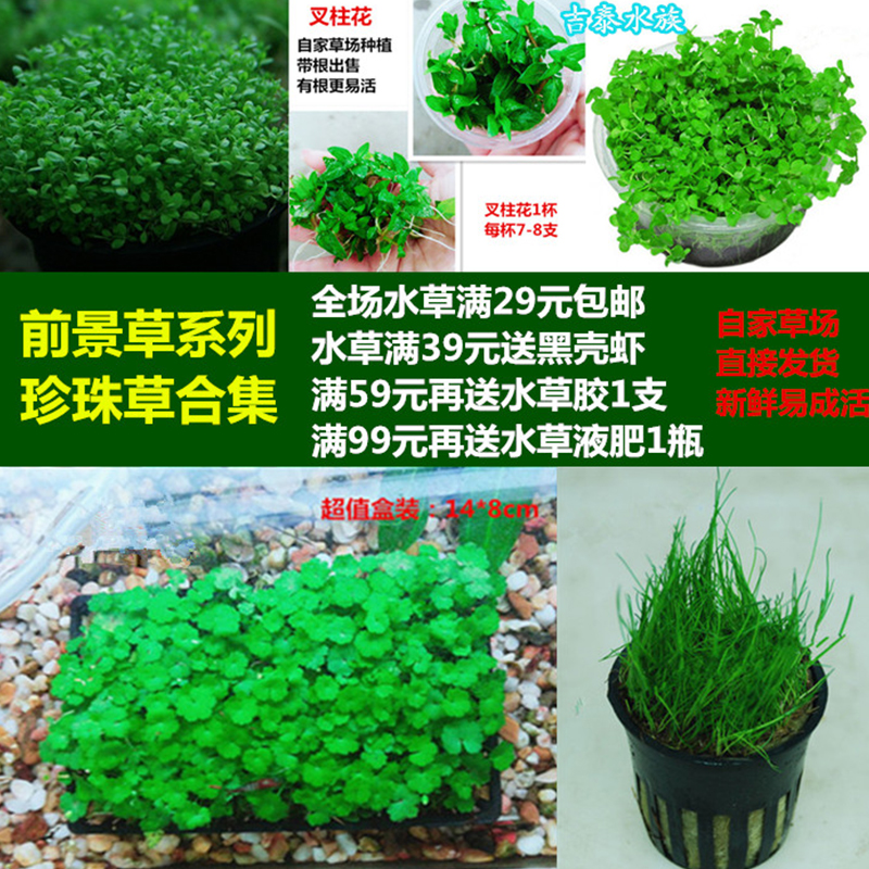 前景草趴地珍珠带跟出售好养易活