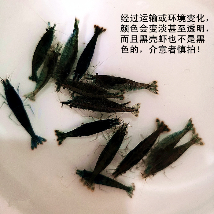 大号黑壳虾鱼缸除藻清洁虾工具虾抱卵虾观赏虾大和藻虾原生鱼苗