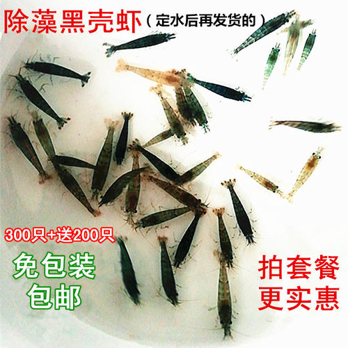 黑壳虾除藻虾鱼缸清洁虾工具虾