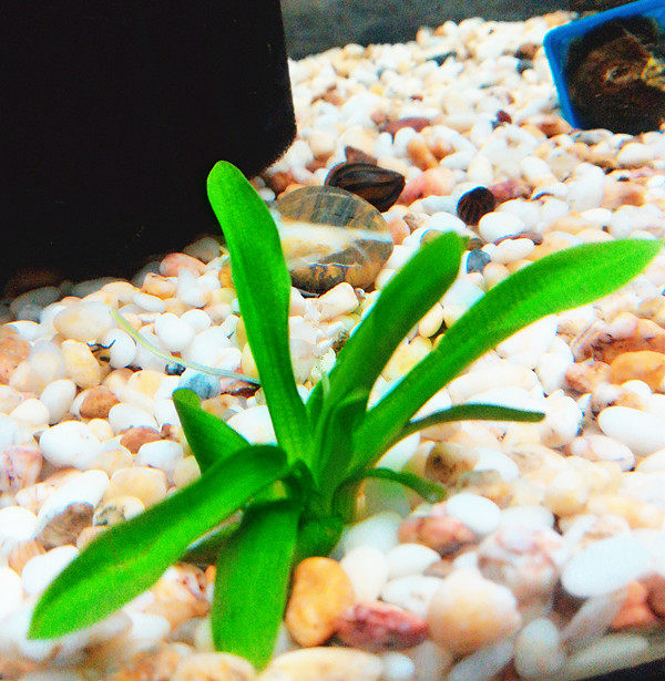 龙舌兰小水兰水草鱼缸水草缸中前景阴性懒人造景装饰真水草活体