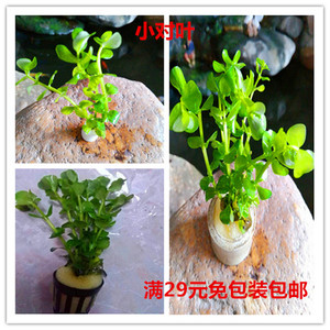 小对叶水草鱼缸水族箱中景造景瓜子对叶定植真草活体植物淡水新手