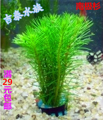 南极松叶新手入门阴性无根草缸