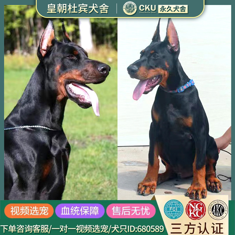 北京杜宾犬幼犬纯种活体宠物狗德系赛级双血统立耳杜宾护卫大型犬