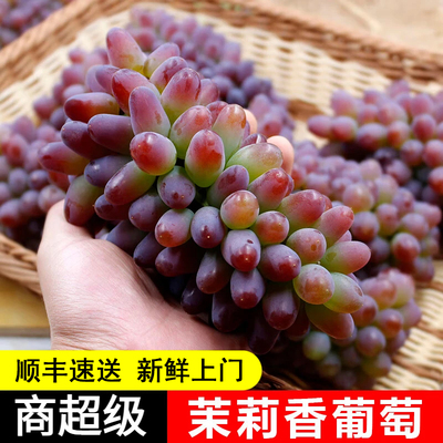 云南茉莉香葡萄新鲜提子水果当季现摘郁金香无籽红提脆甜顺丰包邮
