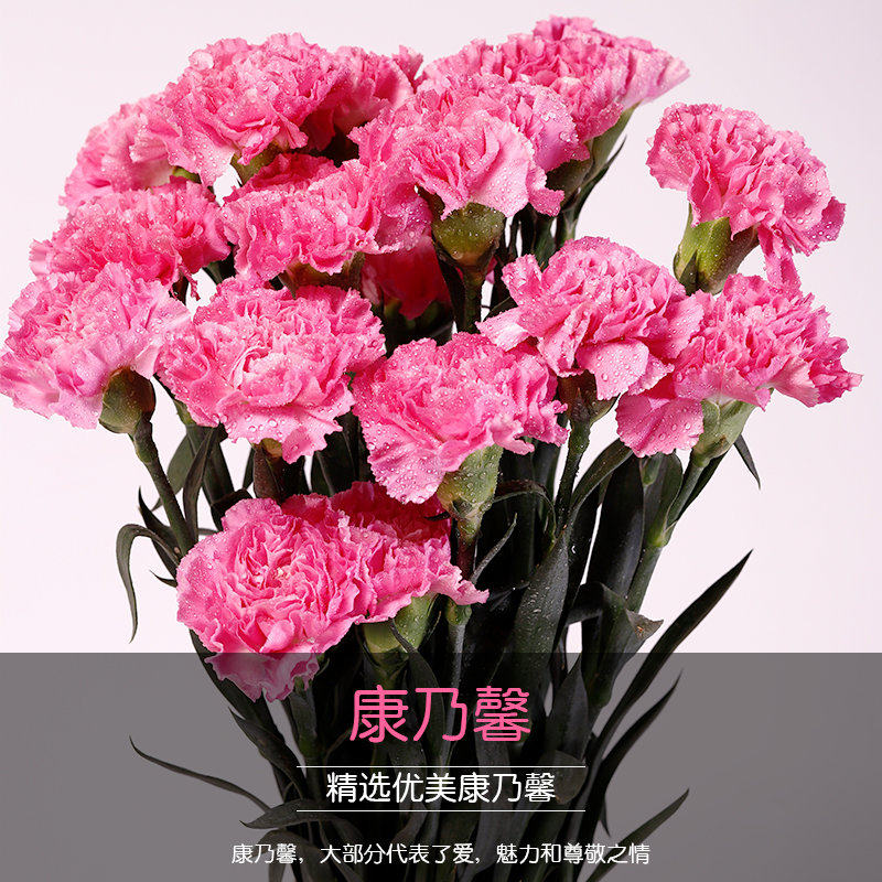 多色20支康乃馨鲜花云南基地直供昆明直发速递空运包邮室内插花