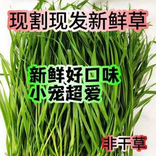 新鲜小麦草荷兰猪主食鲜草现割现卖牧草豚鼠荷兰猪兔子草麦草麦苗