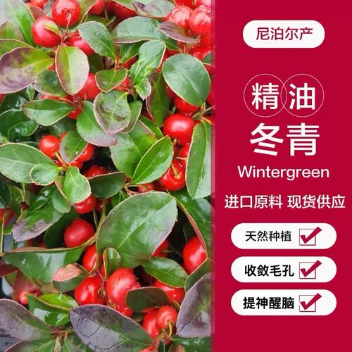 尼泊尔冬青油植物精油原料天然提神醒脑驱蚊虫净化空气高品质好吸