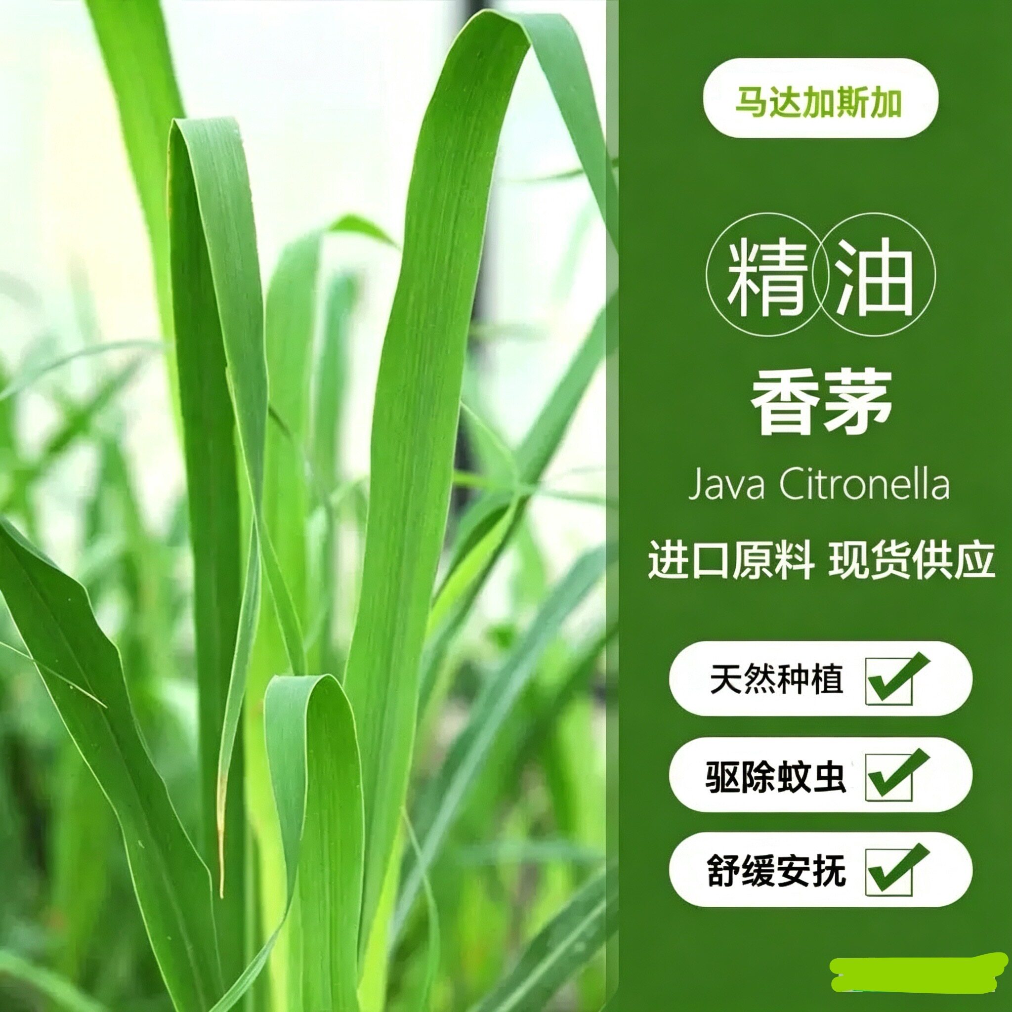 香茅单方纯精油收缩毛孔紧致肌肤天然植物驱虫驱蚊空气清新身体