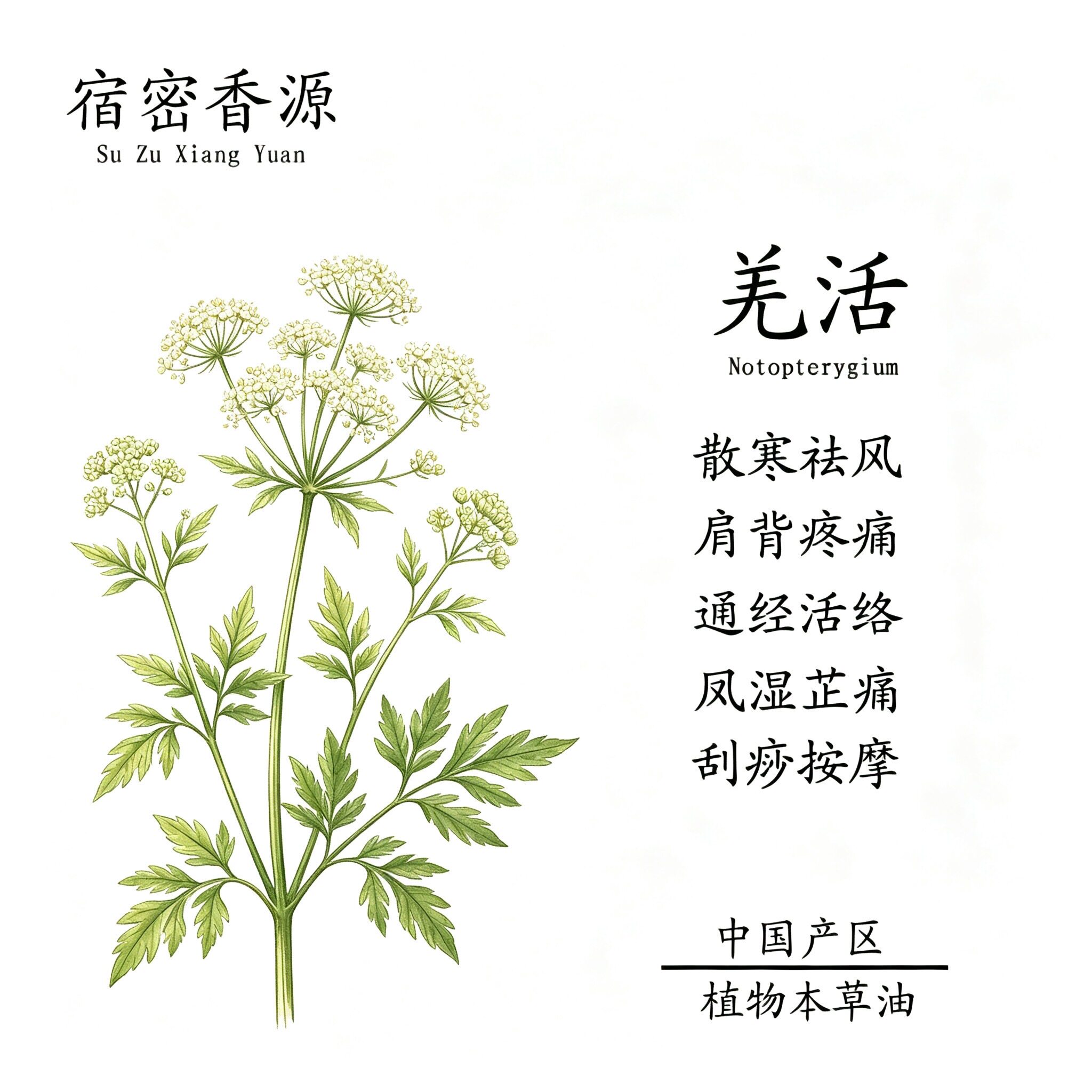 宿密香源 中国产区羌活本草油 按摩刮痧推背 纯正油质高品质