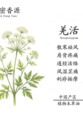 宿密香源 中国产区羌活本草油 按摩刮痧推背 纯正油质高品质