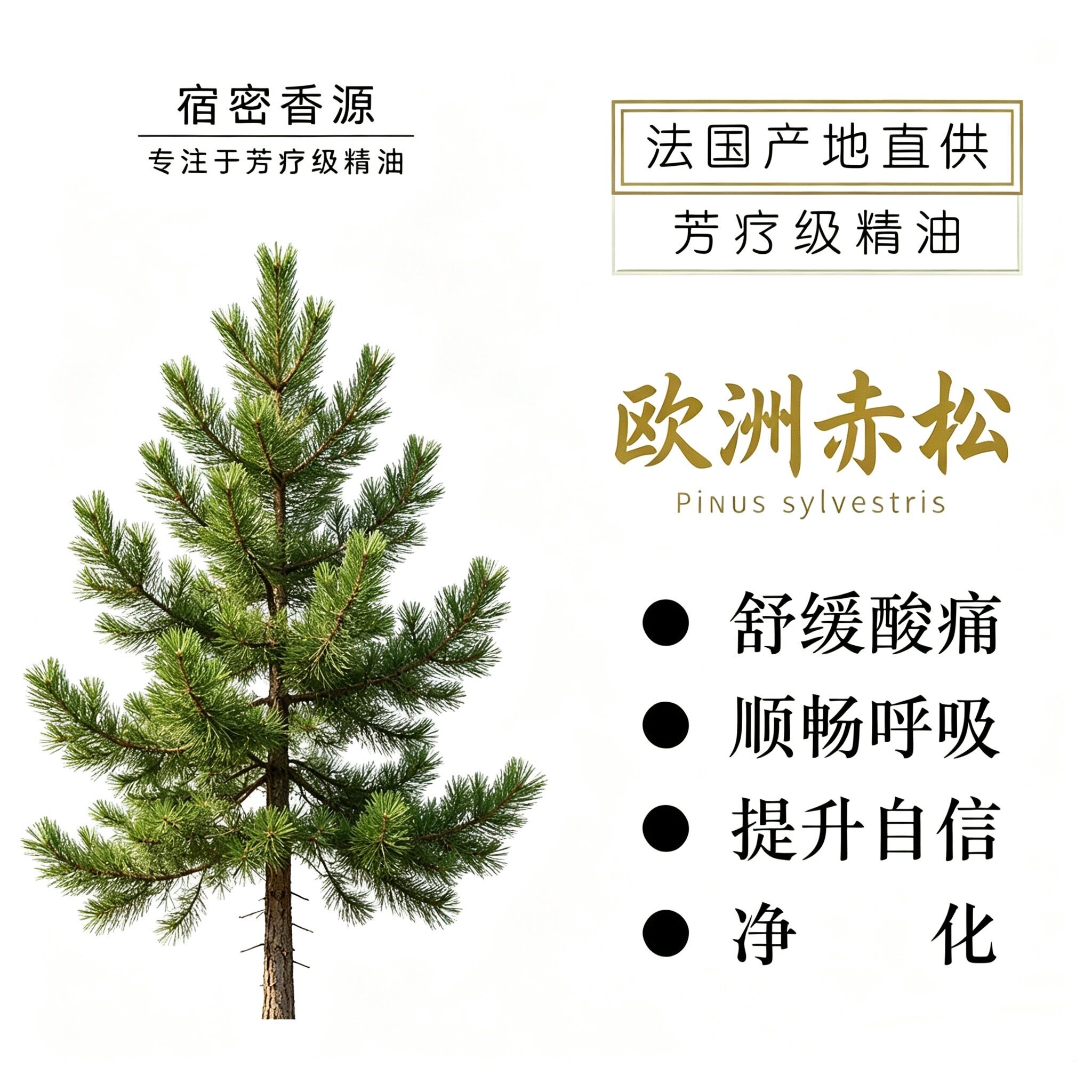 法国产区赤松单方纯精油提升自信缓解焦虑舒缓情绪净化空气香薰油