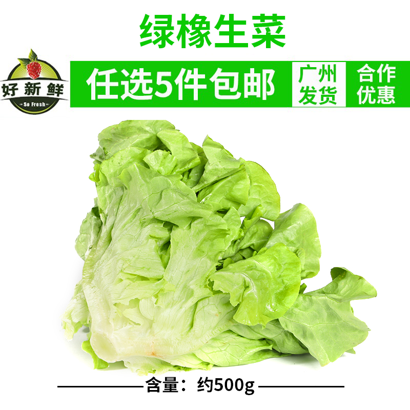 新鲜绿橡叶生菜蔬菜沙拉轻食减脂