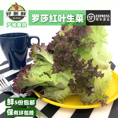 新鲜罗莎红紫叶生菜即食沙拉蔬菜