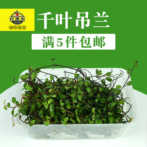 盒装叶子吊兰摆盘围盘