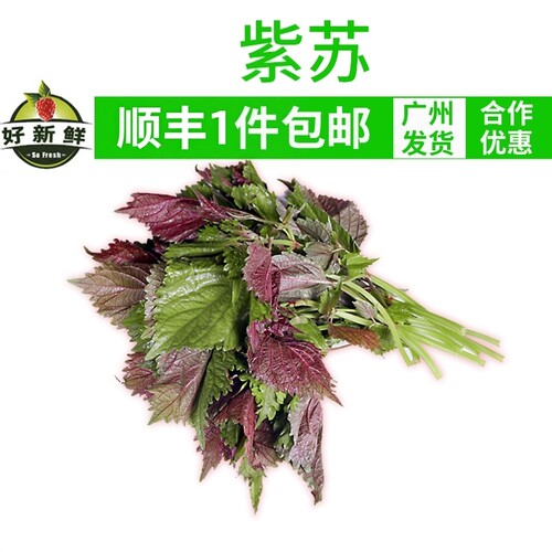 新鲜横县鱼生青料紫苏叶去腥增香