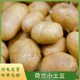 包邮 荷兰品种小土豆当季 农家马铃薯洋芋黄心小粒新鲜蔬菜1份顺丰