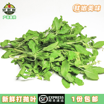 新鲜打抛叶顺丰包邮泰式甲抛叶饭