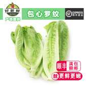 新鲜蔬菜包罗生菜即食沙拉凯撒西餐包心黄心罗马罗纹生菜健身轻食