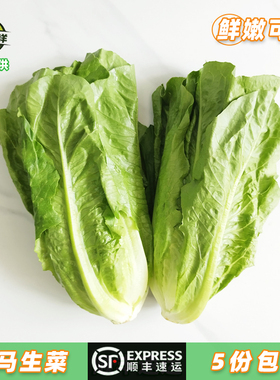 新鲜罗马生菜中西餐厅罗文罗纹绿色散叶健身即食沙拉蔬菜顺丰速运