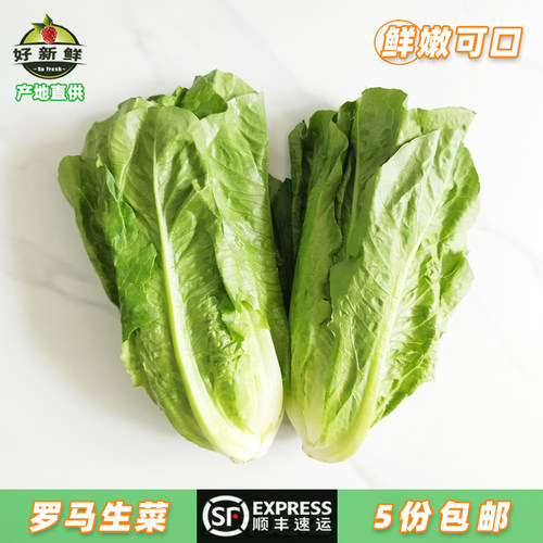 新鲜罗马生菜中西餐厅罗文罗纹绿色散叶健身即食沙拉蔬菜顺丰速运 - 封面