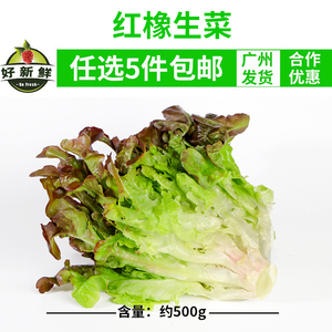 红叶生菜新鲜红橡叶蔬菜沙拉即食