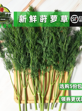好新鲜莳萝草叶 泰国香料菜 Dill 刁草 土洋茴香摆盘食用香料西餐