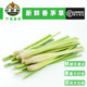 新鲜香茅柠檬草泰国冬阴功火锅汤材料柠檬茶餐厅商用烤鱼顺丰 包邮