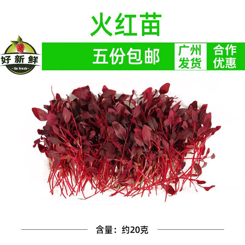 好新鲜蔬菜火红苗 斯卡纳苗食用 安曼红芽苗菜 西餐摆盘装饰点缀