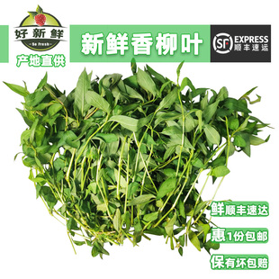 新鲜香柳叶横县鱼生香料拉萨拉莎叻沙叶香辣蓼草火锅焖鸭配料包邮