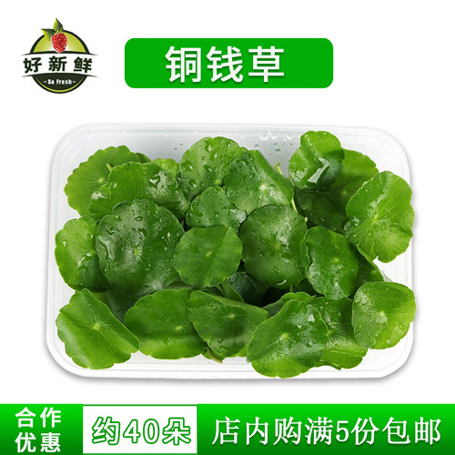 摆盘装饰可食用新鲜铜钱草装饰