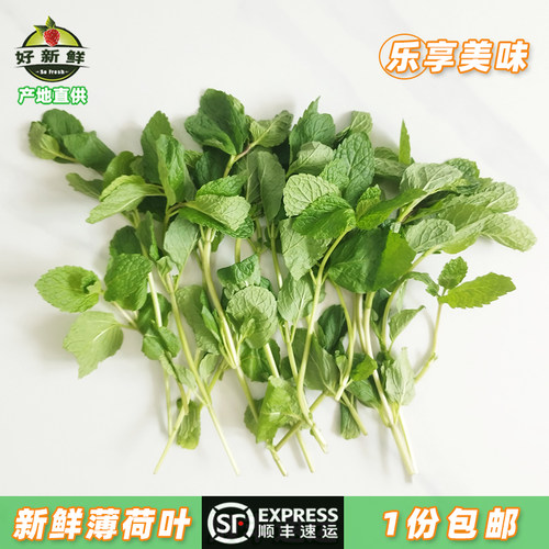新鲜薄荷叶调酒餐饮配菜顺丰包邮